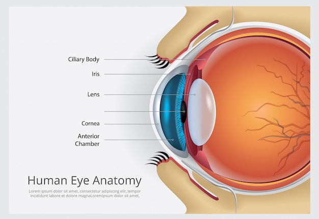Vettore gratuito illustrazione vettoriale di anatomia dell'occhio umano