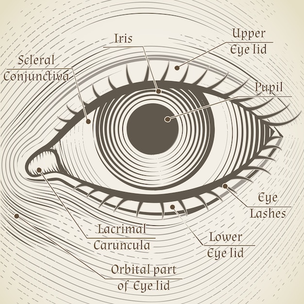 Human eye etching with captions. cornea, iris and pupil. name parts of the eye for books, encyclopedias