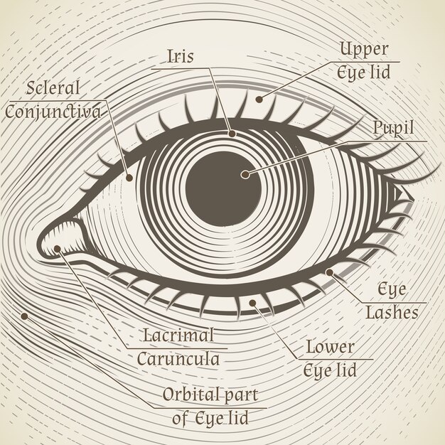 human eye etching with captions. Cornea, iris and pupil. Name parts of the eye for books, encyclopedias