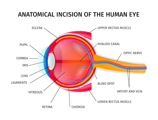 Human eyeball anatomy incision
