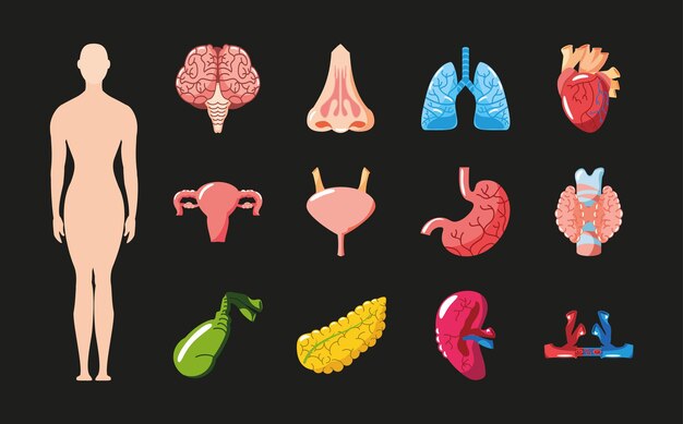 Human female body organs set