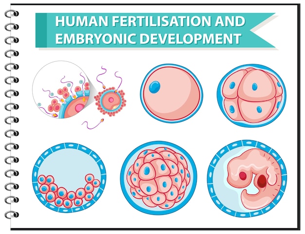 Бесплатное векторное изображение Оплодотворение человека и эмбриональное развитие