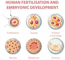 Vettore gratuito fecondazione umana e sviluppo embrionale nell'infografica umana