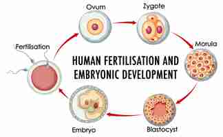 無料ベクター 人間のインフォグラフィックにおける人間の受精胚発生