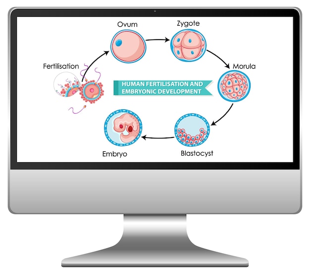 Free vector human fertilisation and embryonic development