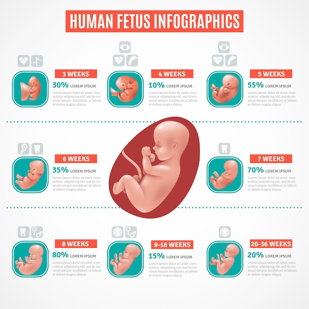 Инфографика человеческого плода