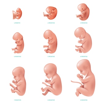 Human fetus inside icon set Free Vector