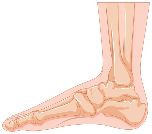 Human foot bone on white background