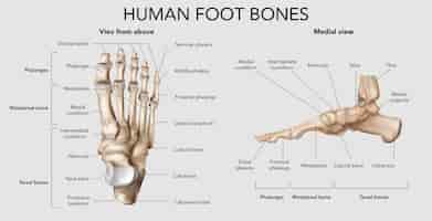 Free vector human foot bones infographic
