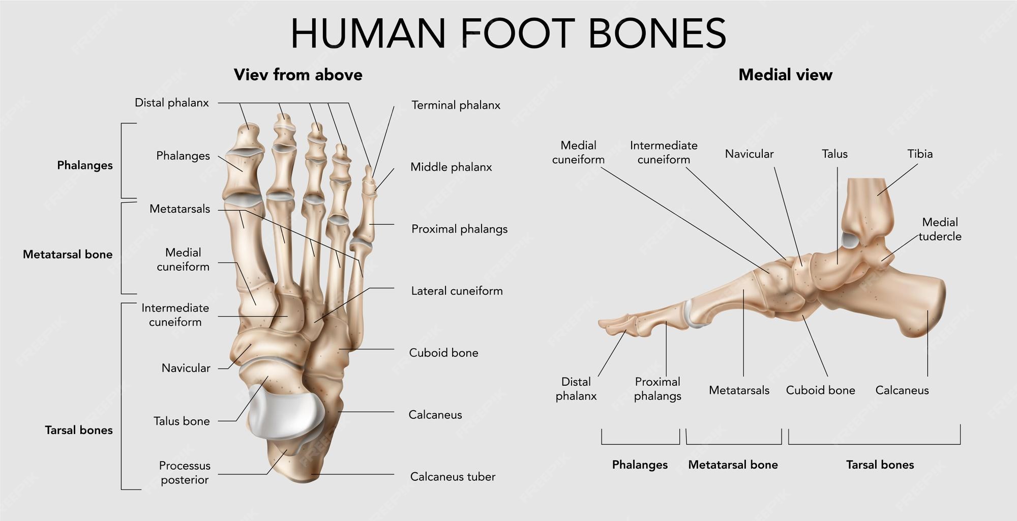 leg and feet bones