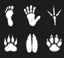 Human foot print and animal footprint