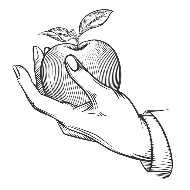 Human hand with apple drawn in engraving style. Apple fruit, nature, food apple fresh, engraving apple with leaf, vintage sketch organic, apple. 