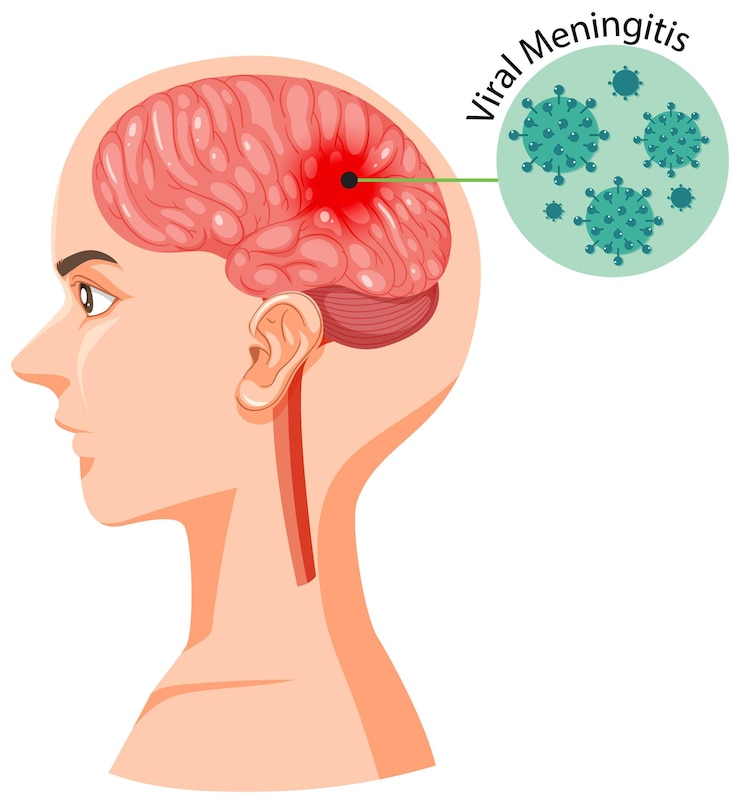 Free Vector human head section with brain