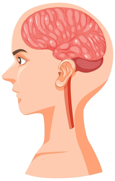 脳のある人間の頭の部分