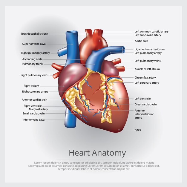 Human Heart Anatomy Illustration