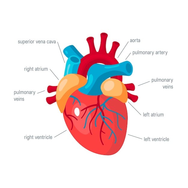 Free Vector | Scientists growing big heart in test tube in laboratory