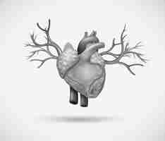 Free vector human heart