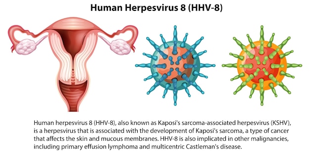 Herpesvirus umano 8 hhv 8