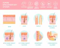 無料ベクター 人間の外皮系のインフォグラフィックスを描いた人間の皮膚の断面を毛包の血管と腺の平らなベクターイラストで描いたもの