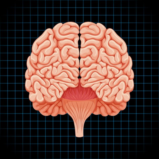 human internal organ with brain