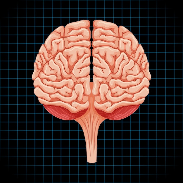 脳を持つ人間の内臓