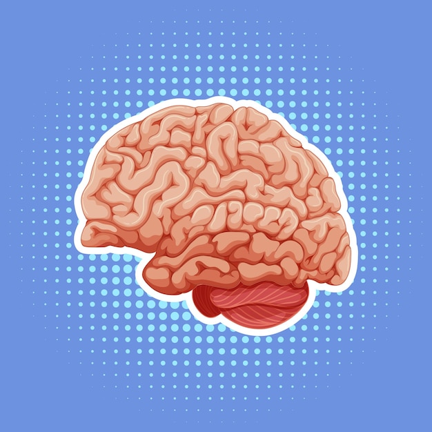 Бесплатное векторное изображение Внутренний орган человека с мозгом