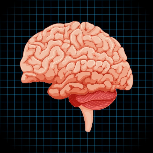 Human internal organ with brain