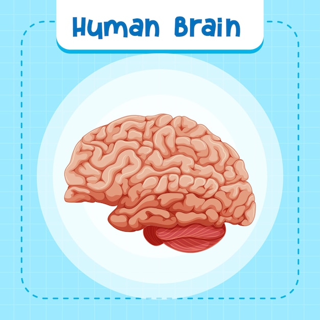 Free vector human internal organ with brain