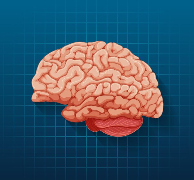 human internal organ with brain