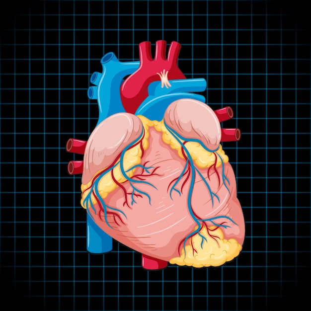 Vettore gratuito organo interno umano con cuore