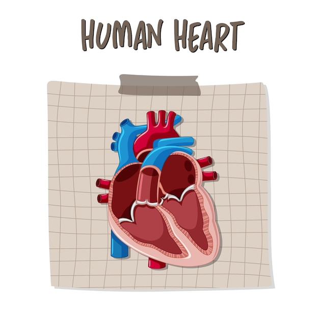 Vettore gratuito organo interno umano con cuore