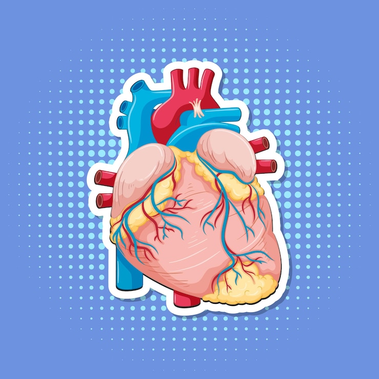免費 Vector 人體內部器官與心臟
