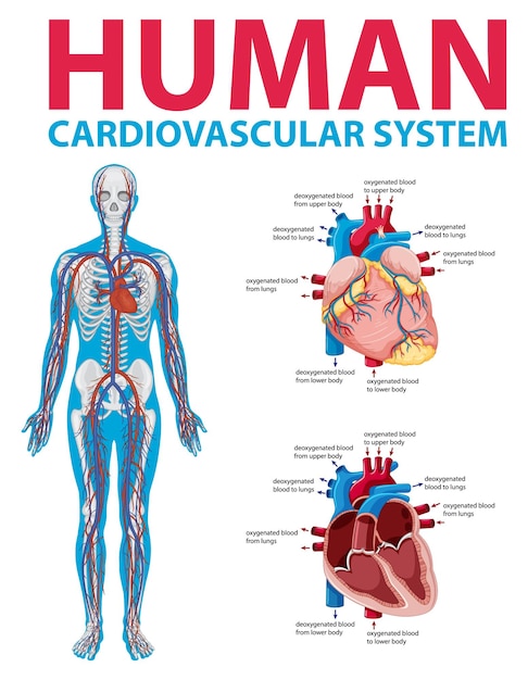 Vettore gratuito organo interno umano con cuore