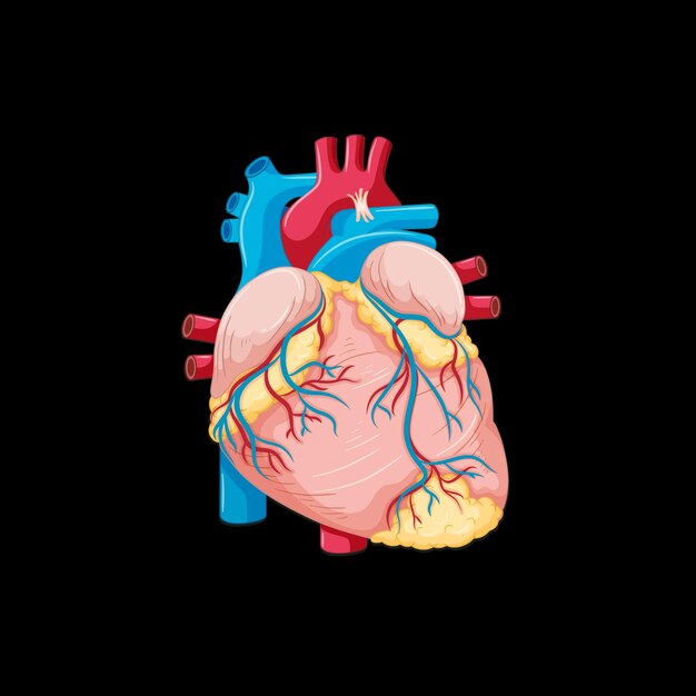 Human internal organ with heart