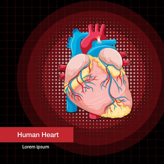 Human Internal Organ With Heart