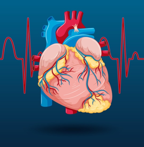 Внутренний орган человека с сердцем