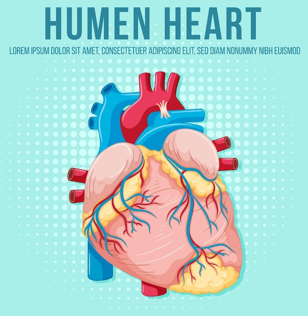 Human internal organ with heart