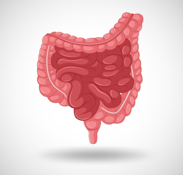 Free vector human internal organ with intestine