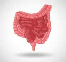 Free vector human internal organ with intestine