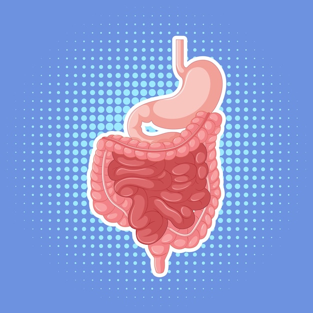 Human internal organ with intestine