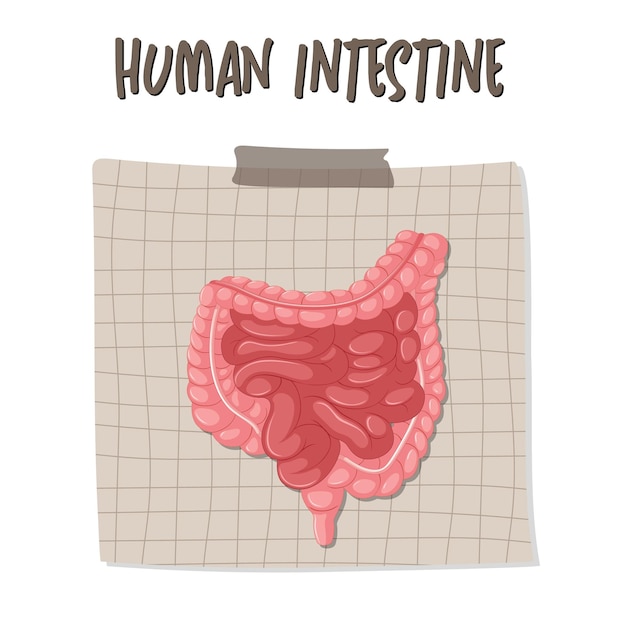 Human internal organ with intestine