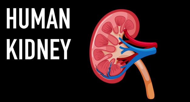 Human internal organ with kidney