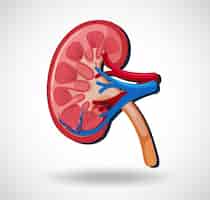 Free vector human internal organ with kidney