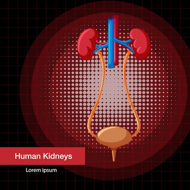 Free vector human internal organ with kidneys and bladder