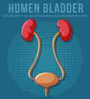 Free vector human internal organ with kidneys and bladder