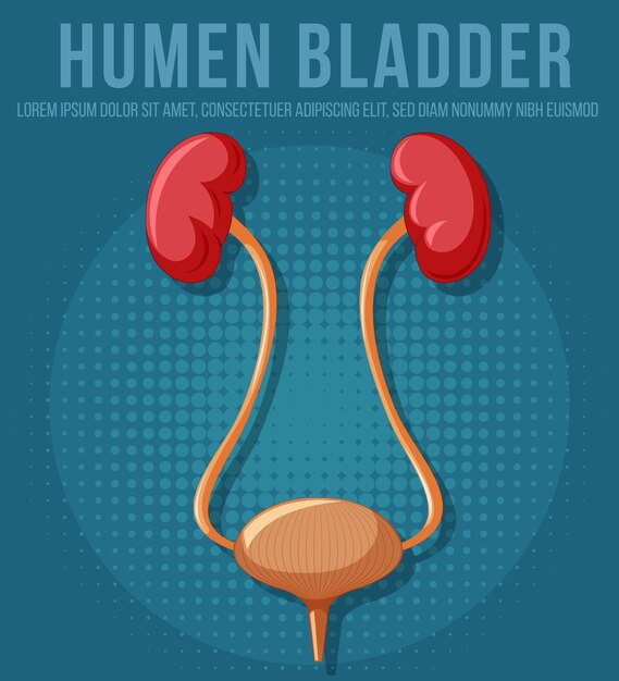 Human internal organ with kidneys and bladder