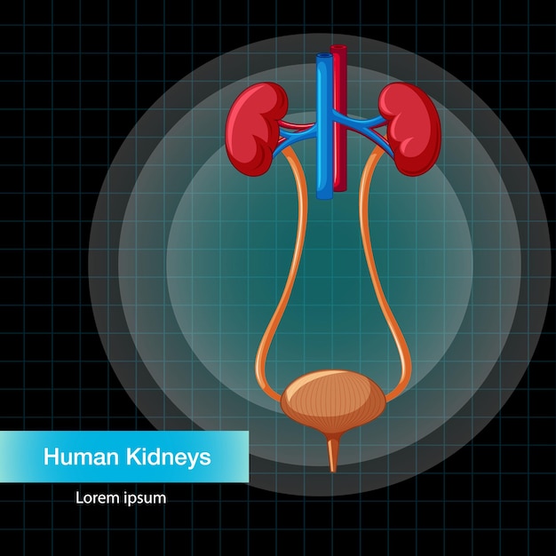 Human internal organ with kidneys and bladder