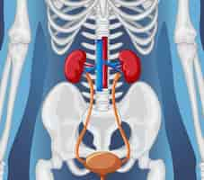 Free vector human internal organ with kidneys and bladder