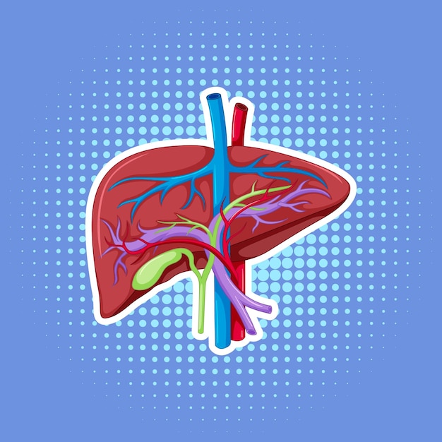 Free vector human internal organ with liver