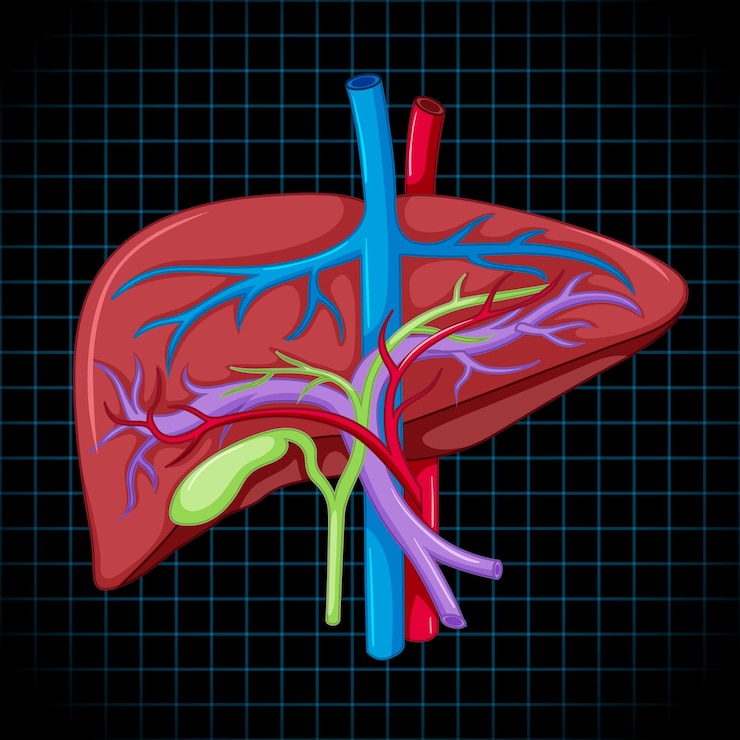 Free Vector human internal organ with liver